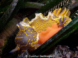 Hypselodoris elegans
It's time to lay eggs by Cumhur Gedikoglu 